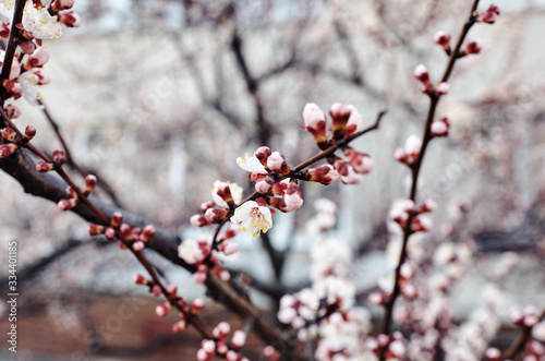 Beautiful white apricot blossom.Flowering apricot tree.Fresh spring background on nature outdoors.Soft focus image of blossoming flowers in spring time.For easter and spring greeting cards,banners