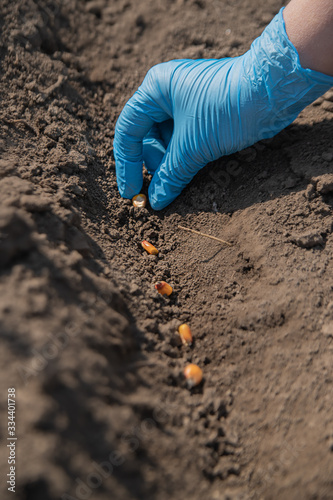 Concept: ecology, gardening, gardening, greenhouse, corn, crop production, agriculture. A woman's hand in blue gloves plants yellow corn seeds in ground. Close up.