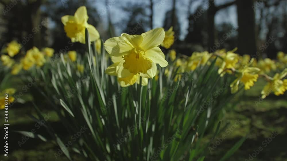 DAFFODIL /  NARCIS FLOWER IN SPRING IN THE SUN
