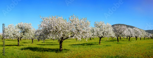 Fotografie Almond trees in Ibiza