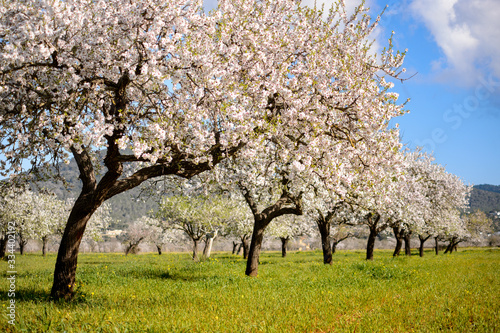Almond trees in Ibiza, Spain Fototapet