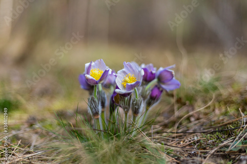 Morning walk through the woods in search of dream grass, the city of Boyarka. Kiev region. Ukraine. 03. 29. 2020 photo