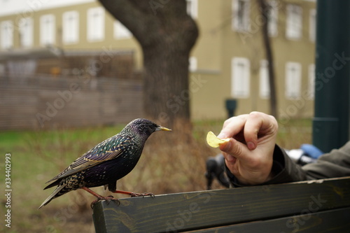  chick eats potato chips
