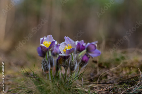 Morning walk through the woods in search of dream grass, the city of Boyarka. Kiev region. Ukraine. 03. 29. 2020 photo