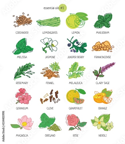 Color decorative set of essential oil plants. Plants for treatment by alternative methods, cosmetics, store, spa, health care, aromatherapy, homeopathy, Ayurved. Cute cartoon vector illustration