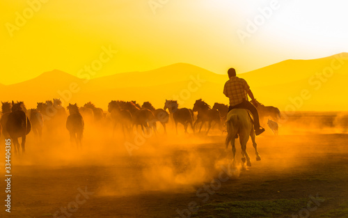 Images of wild horses at sunset. (Yılkı Atları). Hürmetçi, Kayseri, Turkey. © Hakan Eliaçık