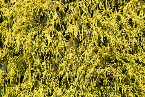 Golden cypress.