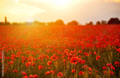 Fototapeta Naklejka Na Ścianę i Meble -  Field with red poppies flowers at sunset. A beautiful view of the flowering of millions of poppies. Selective artful focus.