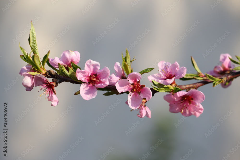 Obraz premium Flower on the spring tree