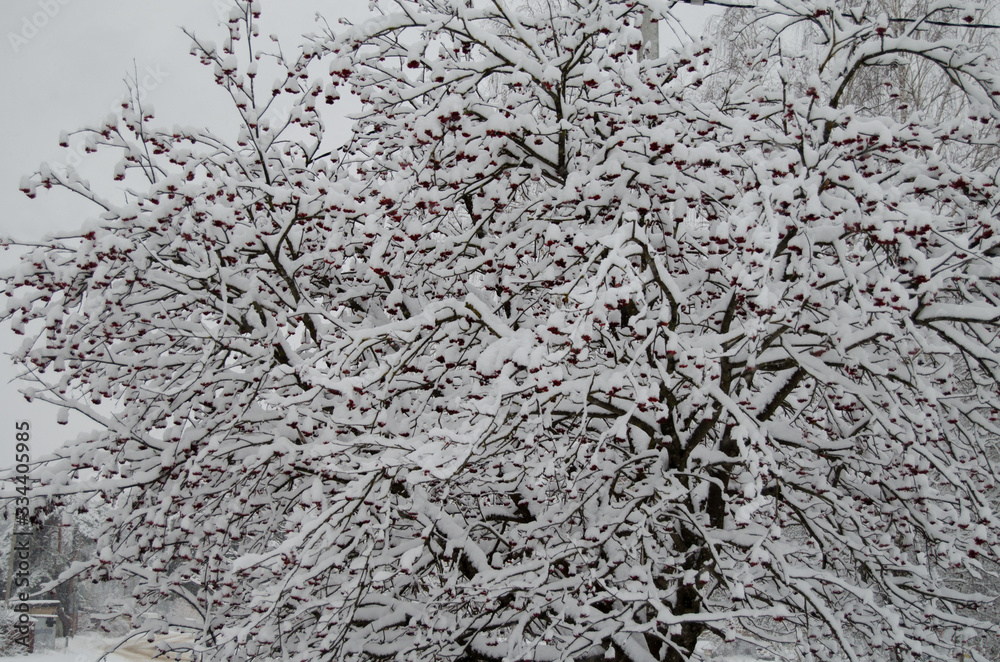 Trees in the snow during a blizzard Trees in the snow during a blizzard