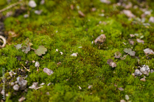 Fresh green and yellow moss with blurred background. Close up view with a small depth of field far away. Stock photography of forest green and yellow moss