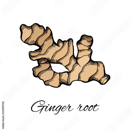 Color sketch of ginger root with the inscription on a white background. Engraving illustration with hatching. Healthy food. Vector object for menus, articles, recipes, labels and your design.