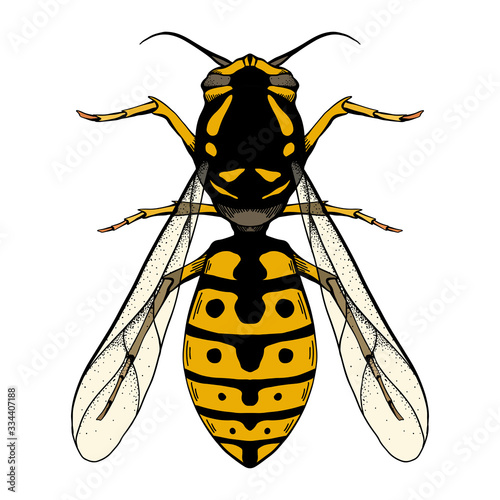 Colored sketch of a wasp with a top view on a white background. Flying insect. Vector object for stickers, badges, articles and your creativity.