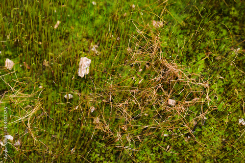 Fresh green and yellow moss with blurred background. Close up view with a small depth of field far away. Stock photography of forest green and yellow moss