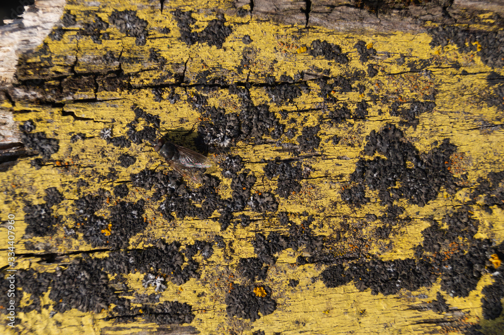 A part of old yellow wooden fence. The yellow paint on wood is old and cracked. Perfect painted wooden texture. A part of old yellow wooden fence. The yellow paint on wood is old and cracked. Perfect painted wooden texture.