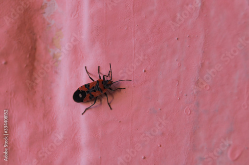 Redbug on pink wall closeup with blurred background.