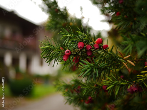 Yew fruits on a rich branch in a cloudy day