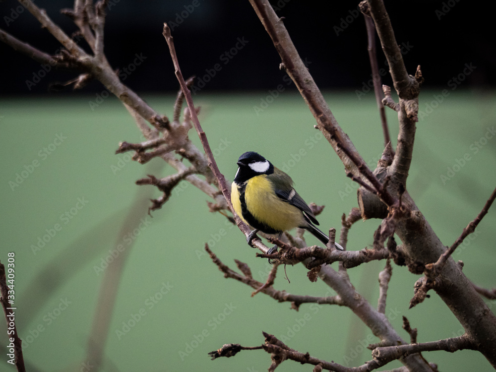 Fototapeta premium Kohlmeise auf Baum/ast