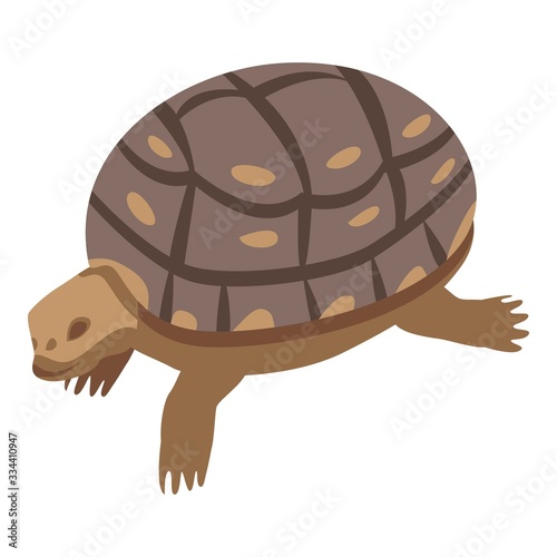 Zoo old turtle icon. Isometric of zoo old turtle vector icon for web design isolated on white background