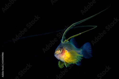Barred Soapfish (larval)
