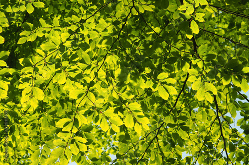 liście zielona drzewo 