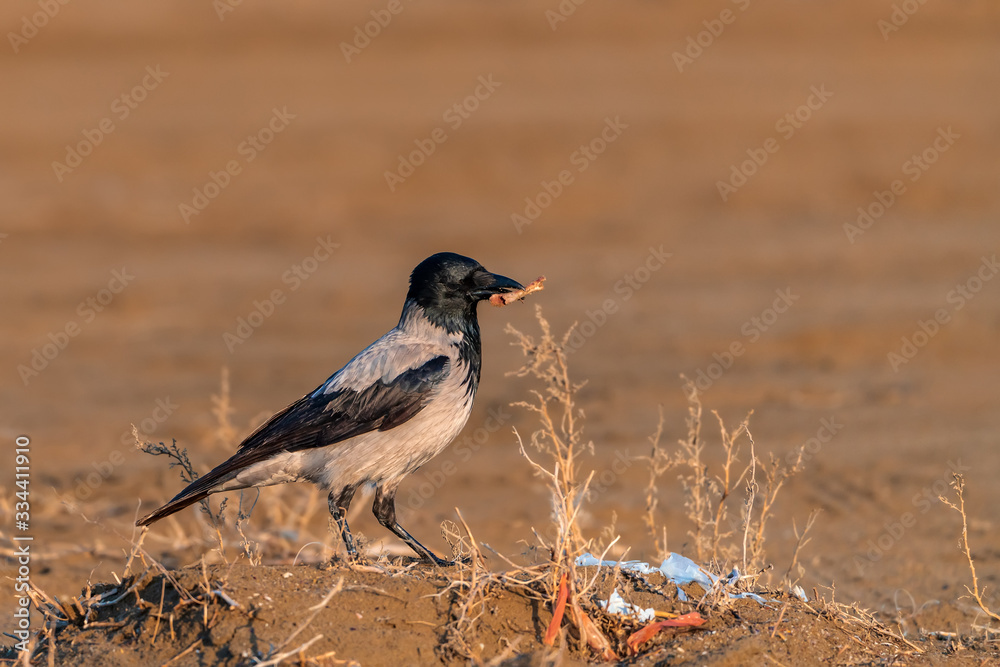 Obraz premium Crow bird on a sandy beach