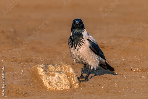 Crow bird on a sandy beach