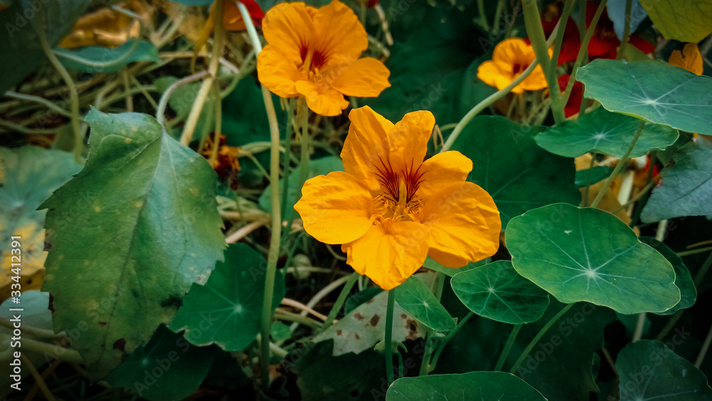   Garden Nasturtium, tropaeolum majus is a species of flowering plant in the family Tropaeolaceae, originating in the Andes from Bolivia north to Colombia. 