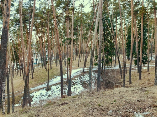 forest landscape at the slope among slender pines and remnants of winter snow on a beautiful spring day