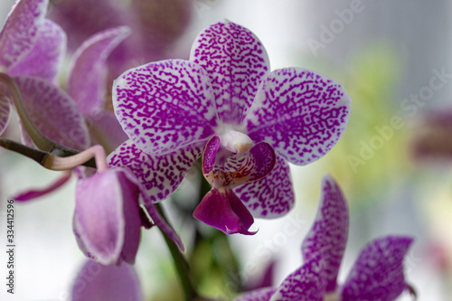  Beautiful orchids photographed in a park in the Czech Republic