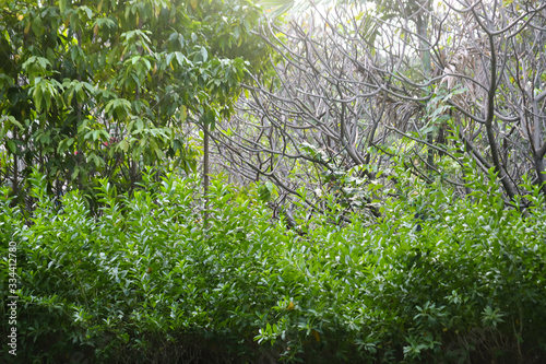 Fresh Green Plant in Garden