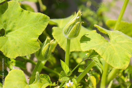 Fresh Green Plant in Garden