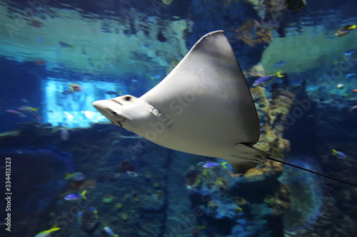  Stingray flows under water