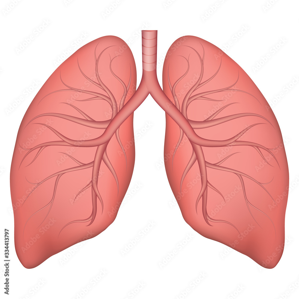 Share 138+ lungs images drawing super hot