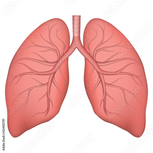 Vector illustration of human lung structure. Realistic drawing for anotomy biology textbook or articles about pulmonary diseases. Lungs in normal condition. Respiratory diseases. photo