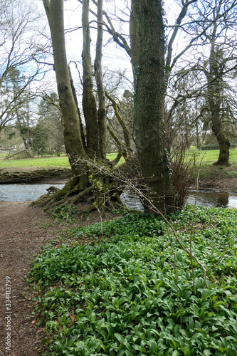 Ein B  rlauch Paradies mitten im Wald