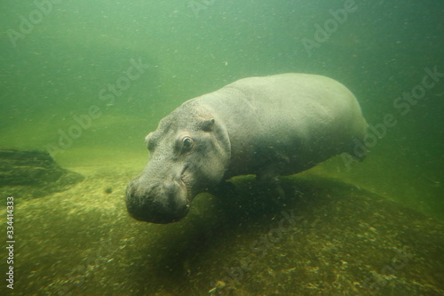  The hippo swims under water