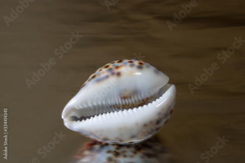 sea ​​shells, sea mollusks, seashells, sea shell, starfish, beach, house, sea, ocean, underwater world, corals, reef,