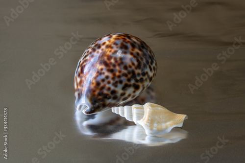 sea ​​shells, sea mollusks, seashells, sea shell, starfish, beach, house, sea, ocean, underwater world, corals, reef,