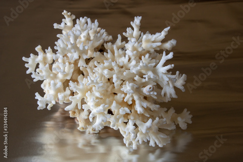 sea ​​shells, sea mollusks, seashells, sea shell, starfish, beach, house, sea, ocean, underwater world, corals, reef,