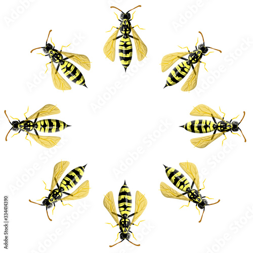 Round frame made of wasp isolated on white. Vector illustration in realistic style. Design for greeting cards © Nataliya Pokrovska