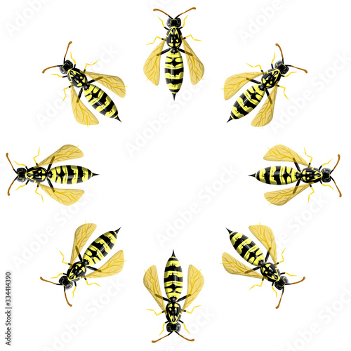 Round frame made of wasp isolated on white. Vector illustration in realistic style. Design for greeting cards
