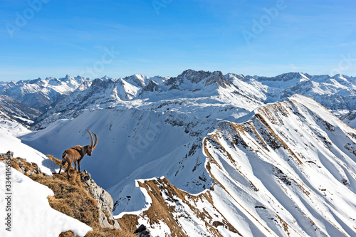 Ibex in front of snowy mountains at a sunny day in winter. Vorarlberg, Tirol, Austria photo