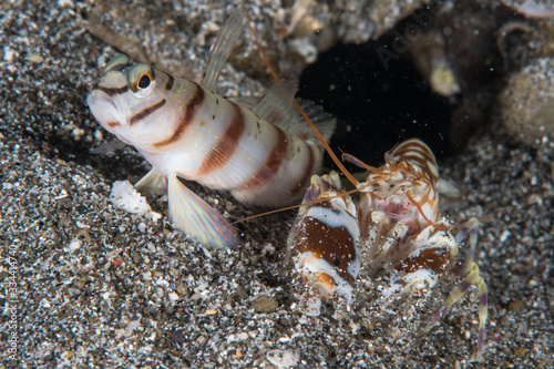 Shrimp and Goby