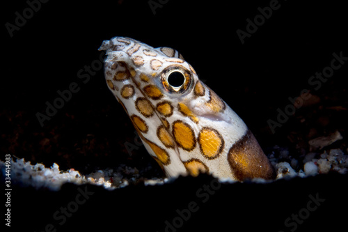 Snake Eel