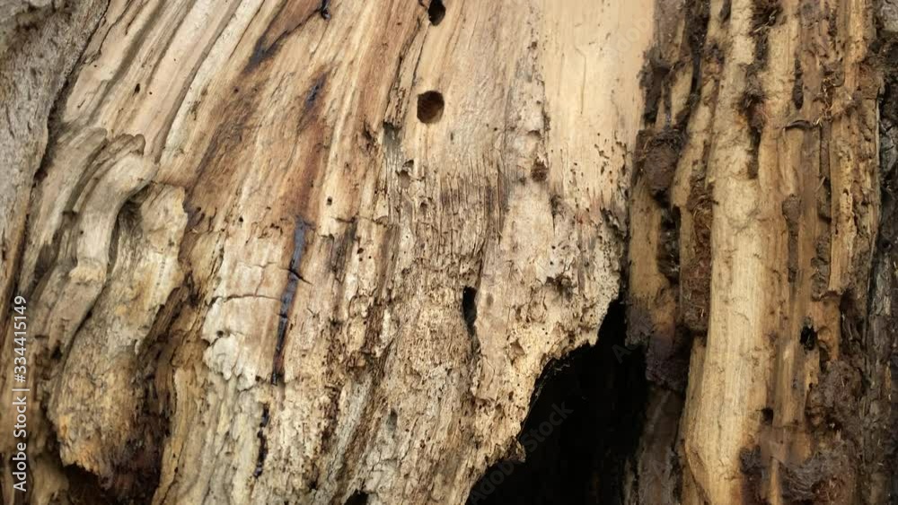 Rotten tree trunk rotting at the base