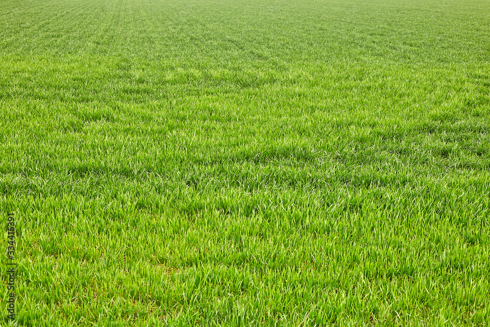 Green grass background texture. Element of design. Green grass background texture. Element of design.