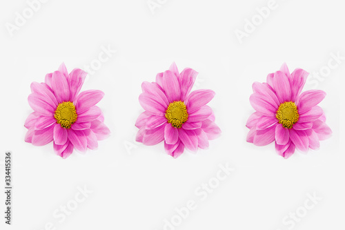 natural pink chrysanthemum flowers on a white background