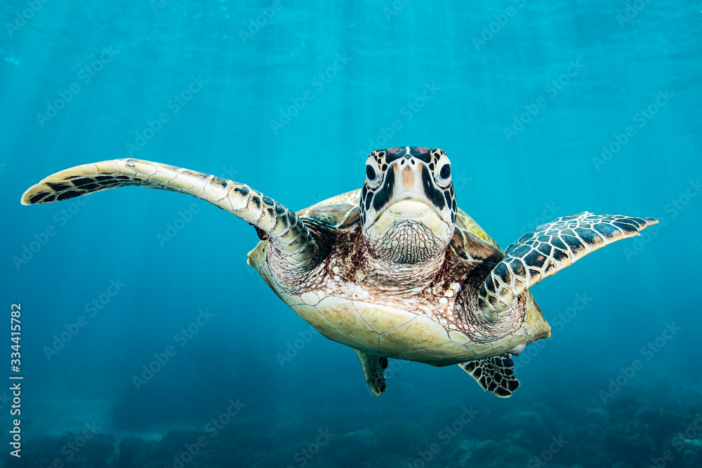 Obraz premium Green Turtle