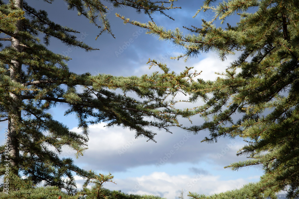 cloudy blue sky and fir tree